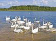 swans