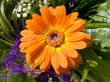gerbera flower