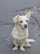 mongrel dog