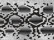 Snake skin