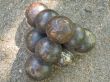 cannon balls