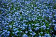  blue forget-me-nots