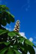 Fresh flower of chestnut