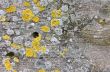 wood background with lichen