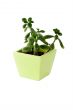 Plant in a pot