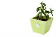 Plant in a pot
