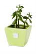 Plant in a pot