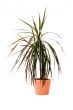 Plant in a pot