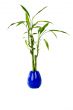 Plant in a pot