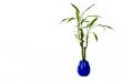Plant in a pot
