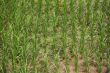 Rice field