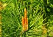 Flower of pine tree.