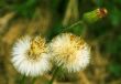 Life of dandelion.