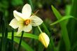 Mister Narcissus.