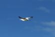 Bird in a fly