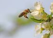 Bee in Flight