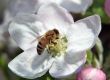 Working Bee