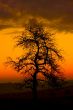 Tree at Morning