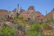 Desert Spring