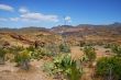 Desert Spring