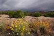 Desert Spring