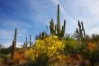 Desert Spring