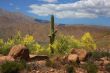 Desert Spring