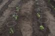 Newly Planted Garden