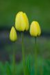 Three Yellow Tulips