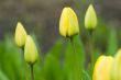 Yellow Tulips