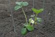 Strawberry Plant