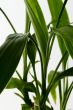 Green Leaves