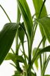 Green Leaves