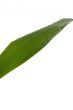 Green Leaf
