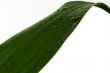 Green Leaves