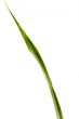 Green Leaf
