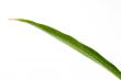 Green Leaf