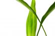 Green Leaves