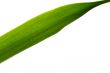 Green Leaf