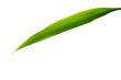 Green Leaf