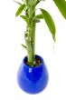 Plant in a pot