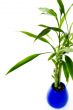 Plant in a pot