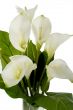 White Flowers