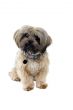 Cute puppy