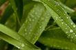 Green Leaves