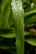 Green Leaf