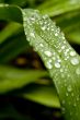Green Leaf