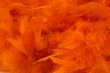 orange boa background