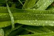 Green Leaves