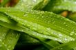 Green Leaves